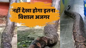 Huge Python Found in Village Video Viral
