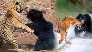 Tiger vs Bear Fight
