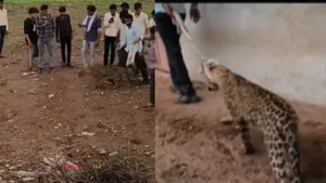 viral video leopard