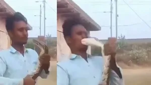 PYTHON ATTACK VIDEO