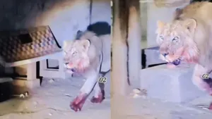 viral lion blooded