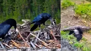 Crow and Eagle Fight