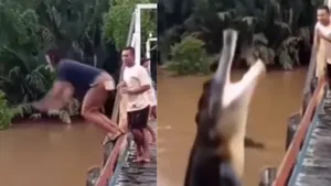 crocodile video attack