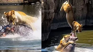 Viral Hippopotamus Lion Attack Video
