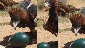 vulture viral video