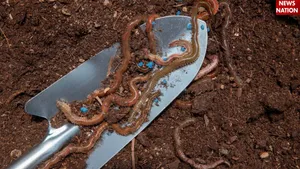 Earthworms