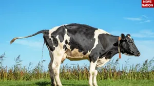 cow urine