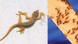 lizards and ants