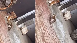 VIRAL HUNTING VIDEO