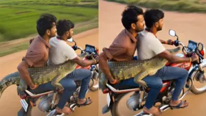 viral video crocodile
