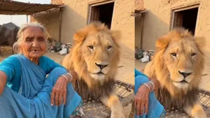 viral lion video on social media (1)