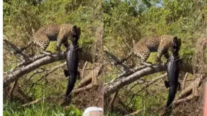 Leopard kills huge crocodile