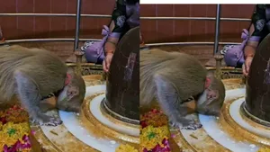 viral monkey video with lord shiva