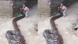 viral python video with kids