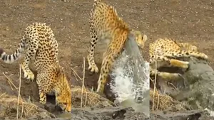 VIRAL VIDEO CROCODILE ATTACK ON CHEETAH