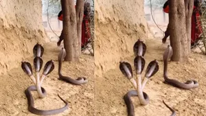 Four Headed Snake Video Viral