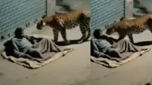 viral leopard attack on man