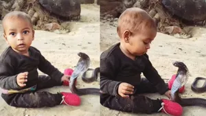 viral video cobra