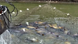 Bihar Fish Farming Training