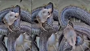 Viral VIDEO
