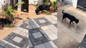 Dog vs King Cobra Fight