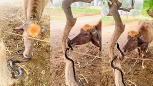 King Cobra viral video