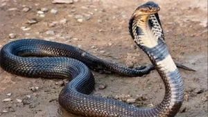 Snake bite himachal