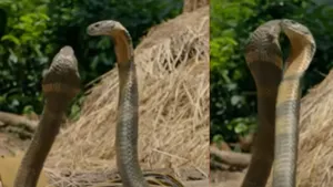 Two King Cobra Fight Video