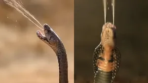 Viral cobra attack video