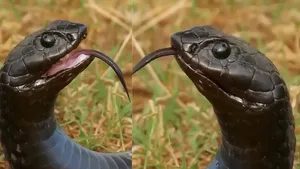 black mamba snakes video viral
