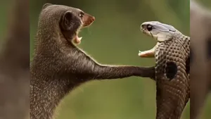 fight between mongoose and cobra