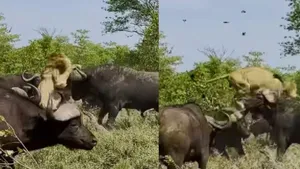 Group buffaloes attack on lion