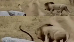 lion and cobra attack video