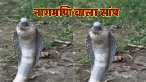 Nagmani Snake Video Viral