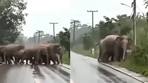 VIRAL ELEPHANT THANKYOUN VIDEO