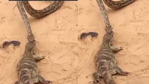 viral video lizard python