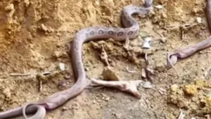 Python physical relation video viral