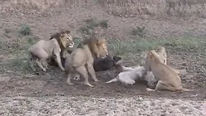 Lion Fighting
