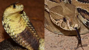 russell viper vs cobra
