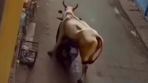 viral cown stunt video