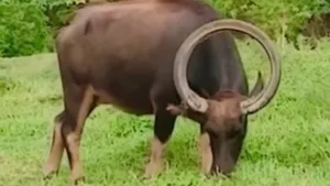viral round cow horn