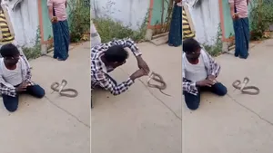 King Cobra Viral Video