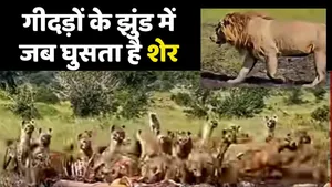 Lion Enter in Hyna Group video