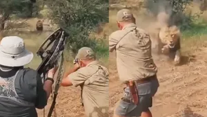 lions attack video
