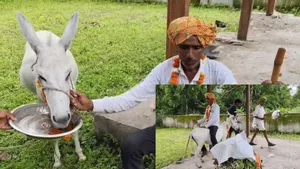Jhalawad gulab jamun feed donkey