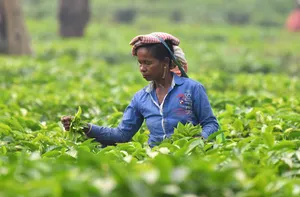 Nagaon: Tea Harvesting in Assam