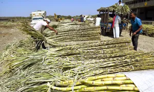 Revenues of sugar mills in India to rise 8 pc in FY26