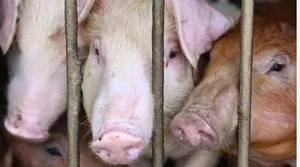 Vietnam issues directive to curb African swine fever outbreaks