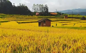 चीन में खरीफ फसल की स्थिति सामान्य से अच्छी है : चीनी कृषि मंत्रालय