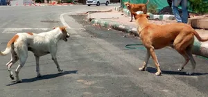नोएडा : आवारा कुत्तों को हटाने के आदेश का आरडब्ल्यूए ने किया स्वागत, कहा- स्वागत योग्य कदम
